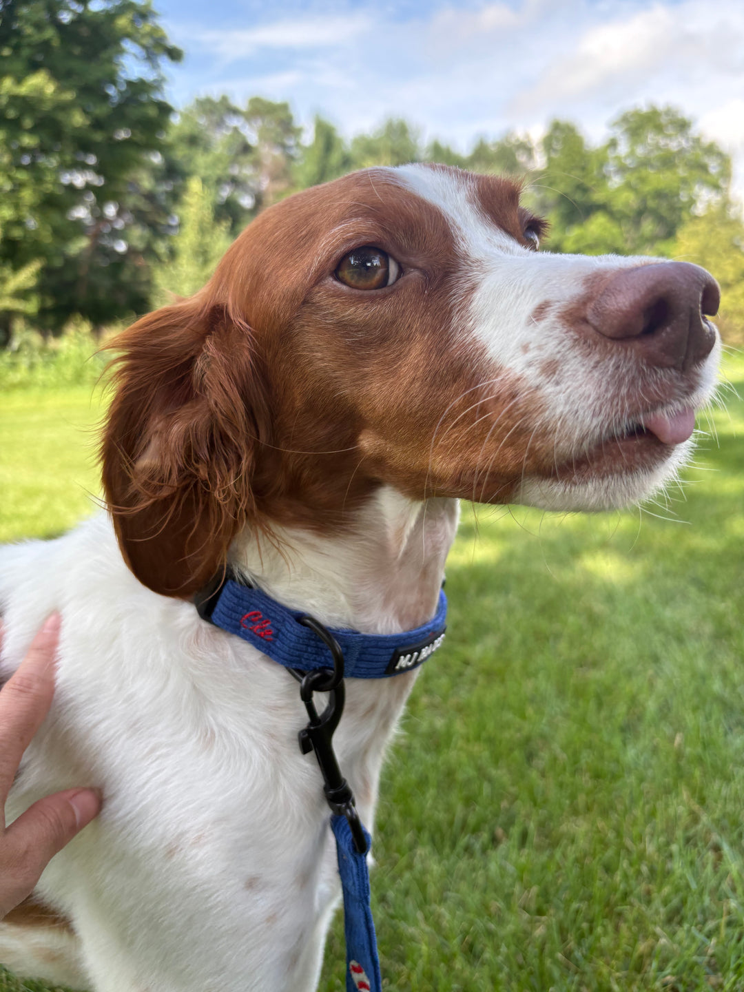 CLE BASEBALL LEASH AND COLLAR BUNDLE