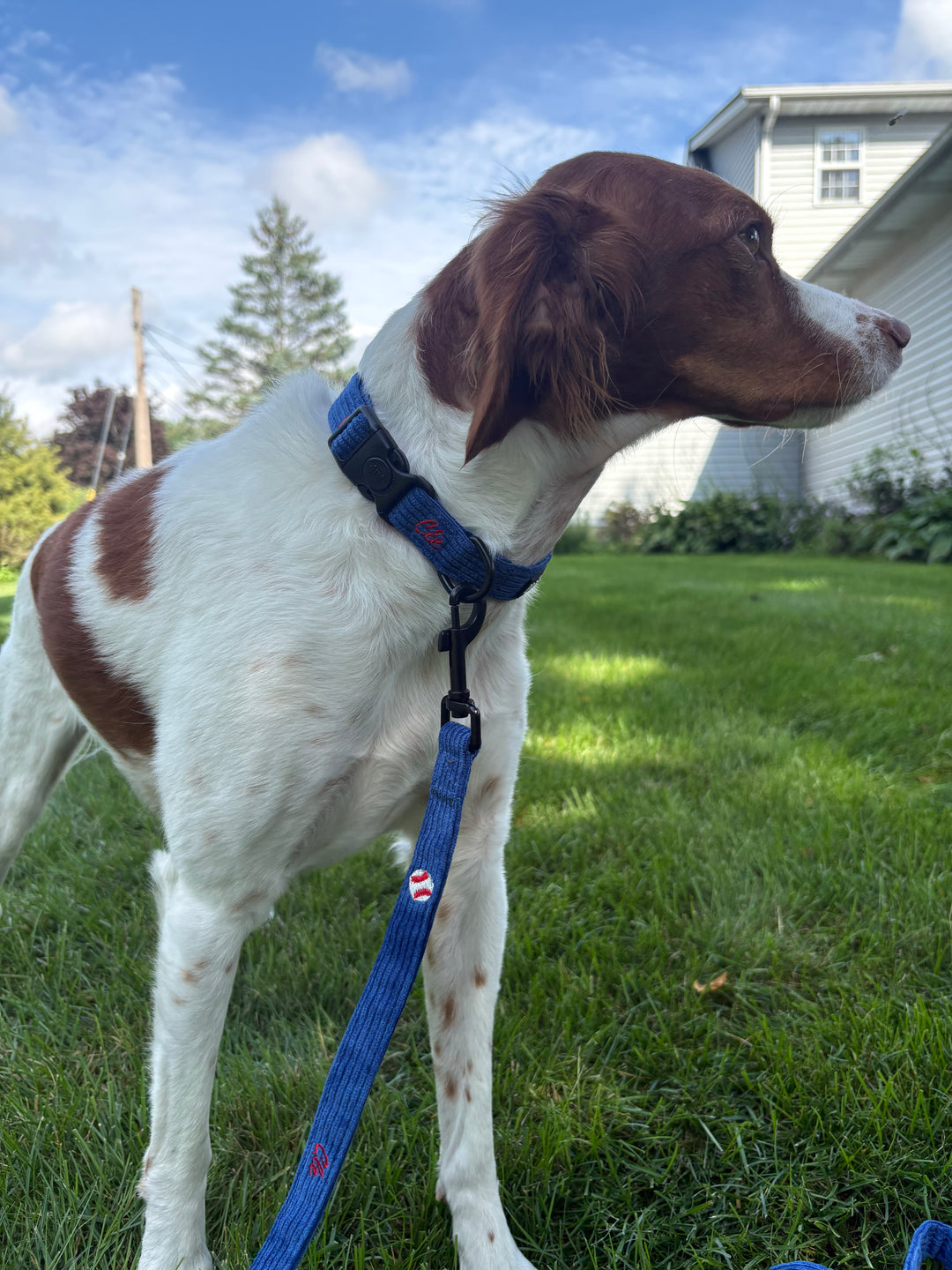 CLE BASEBALL COLLAR