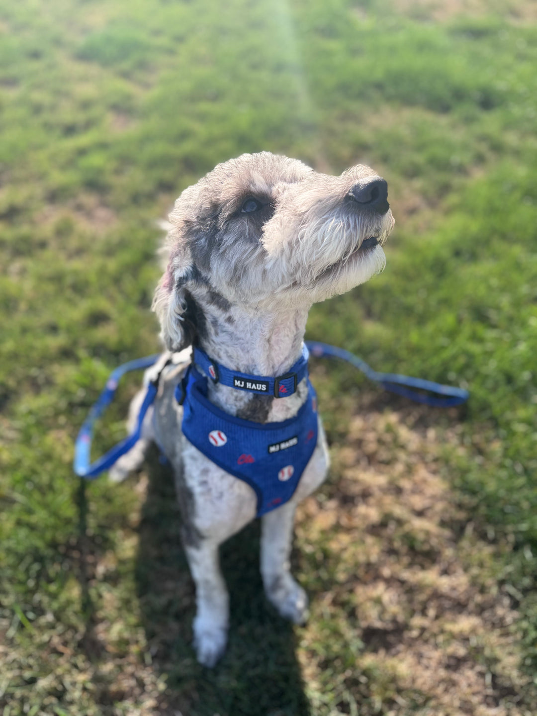 CLE BASEBALL HARNESS